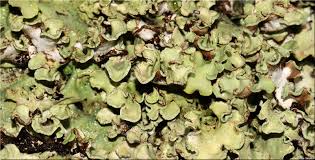 Attēlu rezultāti vaicājumam “Cetrelia sp.”