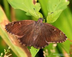 Attēlu rezultāti vaicājumam “Diachea muscorum young”