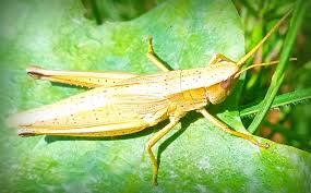 Attēlu rezultāti vaicājumam “Chrysochraon dispar”