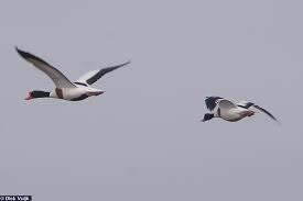 Attēlu rezultāti vaicājumam “Tadorna tadorna male”