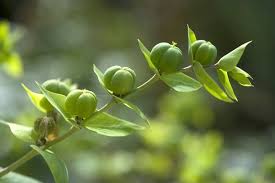 Image result for Wolfsmilch