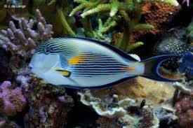 Image result for Acanthurus blochii