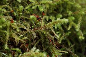 Attēlu rezultāti vaicājumam “Rhytidiadelphus”