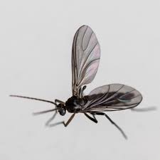 Attēlu rezultāti vaicājumam “Sciaridae”