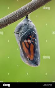 Attēlu rezultāti vaicājumam “pupa”