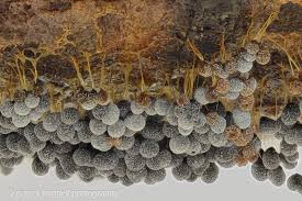 Attēlu rezultāti vaicājumam “Badhamia utricularis stalked”