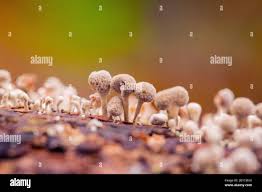 Attēlu rezultāti vaicājumam “Phleogena faginea young”