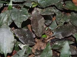 Attēlu rezultāti vaicājumam “Cribraria ferruginea stalked”