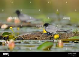 Attēlu rezultāti vaicājumam “Chlidonias niger eggs”