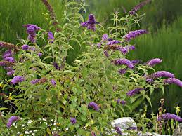 Image result for Buddleja davidii