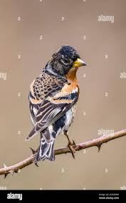 Attēlu rezultāti vaicājumam “Fringilla montifringilla”