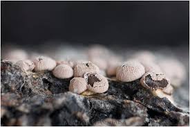 Attēlu rezultāti vaicājumam “Diderma rufostriatum spores”