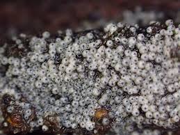 Attēlu rezultāti vaicājumam “Lasiosphaeria ovina”