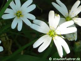 Attēlu rezultāti vaicājumam “Stellaria holostea flower”