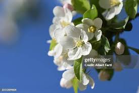 Attēlu rezultāti vaicājumam “Malus domestica flower”
