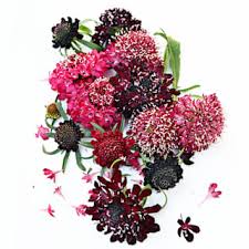 Attēlu rezultāti vaicājumam “Centaurea scabiosa fruit”