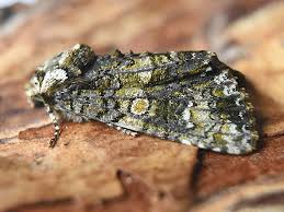 Attēlu rezultāti vaicājumam “Craniophora ligustri”