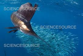 Image result for Istiophorus platypterus