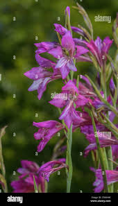 Attēlu rezultāti vaicājumam “Gladiolus imbricatus fruit”