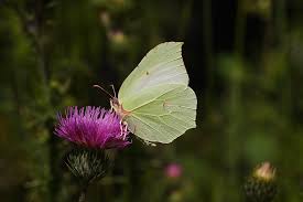 Attēlu rezultāti vaicājumam “Gonepteryx rhamni”