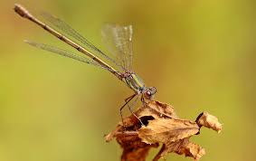 Attēlu rezultāti vaicājumam “Lestes sponsa”