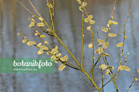 Attēlu rezultāti vaicājumam “Salix caprea male flower”