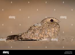 Image result for Caprimulgus aegyptius