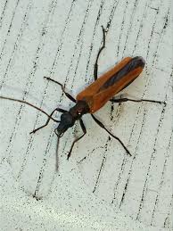 Attēlu rezultāti vaicājumam “Oedemera femorata”