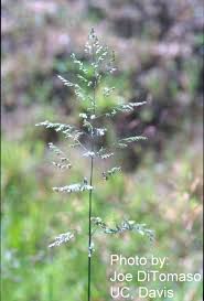 Attēlu rezultāti vaicājumam “Poa trivialis”