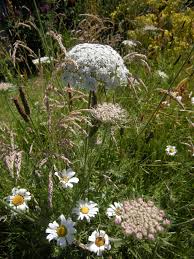 Image result for Daucus carota
