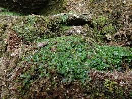 Attēlu rezultāti vaicājumam “Aneura pinguis”