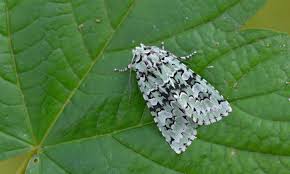 Attēlu rezultāti vaicājumam “Chortodes fluxa”