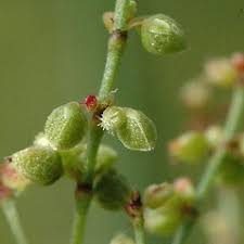 Attēlu rezultāti vaicājumam “Rumex acetosa flower”