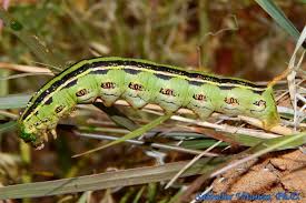 Attēlu rezultāti vaicājumam “Sphinx pinastri larva”