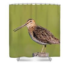 Image result for Gallinago delicata