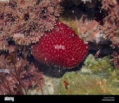 ผลการค้นหารูปภาพสำหรับ strawberry anemone