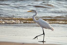 Attēlu rezultāti vaicājumam “Egretta alba”