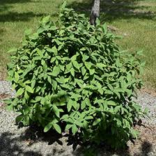 Attēlu rezultāti vaicājumam “Lonicera caerulea var. pallasii”