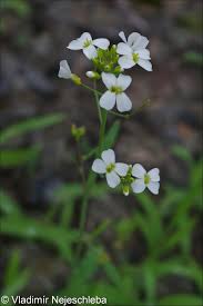 Attēlu rezultāti vaicājumam “Cardaminopsis arenosa leaf”