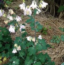 Attēlu rezultāti vaicājumam “Juglans cinerea flower”