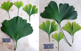 Attēlu rezultāti vaicājumam “Ginkgo biloba leaf”