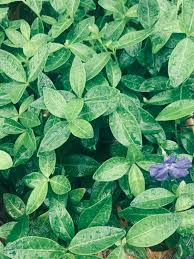 Attēlu rezultāti vaicājumam “Vinca minor leaf”