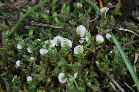 Attēlu rezultāti vaicājumam “Arrhenia retiruga”