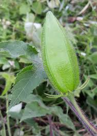 Image result for Abelmoschus moschatus