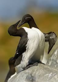 Image result for Uria aalge