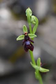 Attēlu rezultāti vaicājumam “Ophrys insectifera”