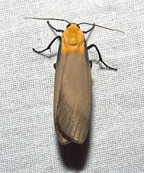 Attēlu rezultāti vaicājumam “Lithosia quadra male”