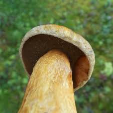 Attēlu rezultāti vaicājumam “Suillus variegatus”