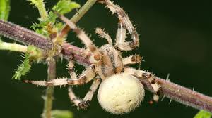 Attēlu rezultāti vaicājumam “Araneus quadratus”