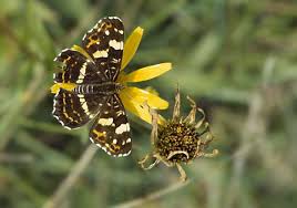 Attēlu rezultāti vaicājumam “Araschnia levana larva”